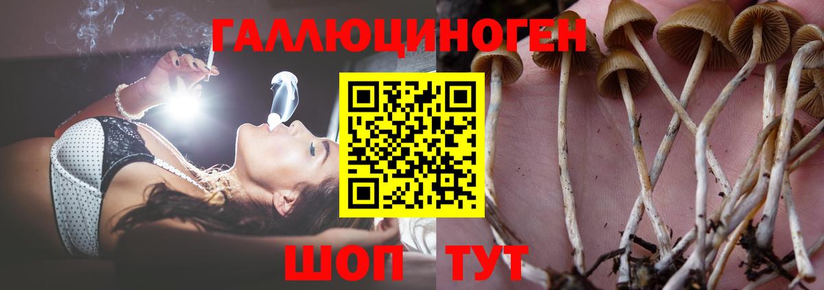 Галлюциногенные грибы ЛСД  Вход с VPN  Псков  Псилоцибиновые грибы Psilocybe 